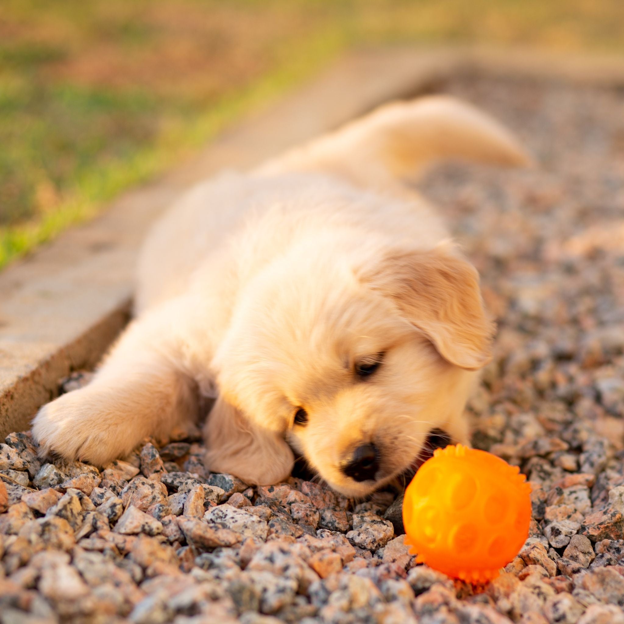 Puppy playing with an orange ball on a gravel path.