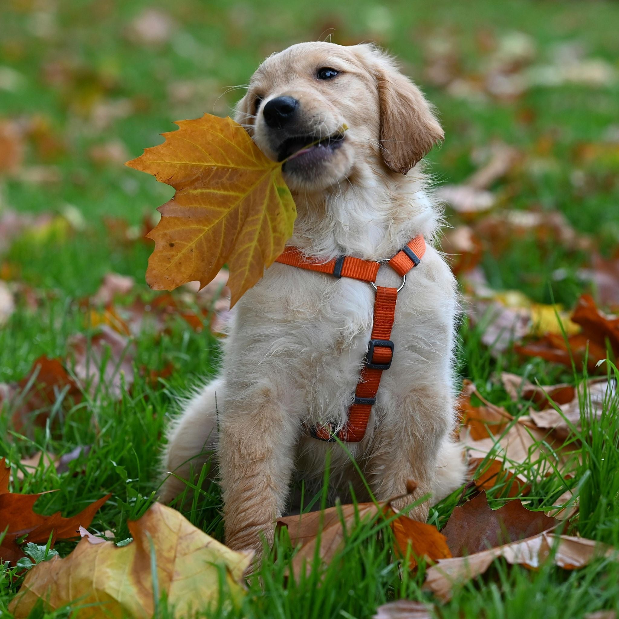 Dog with an orange harness holding a leaf in the grass.
