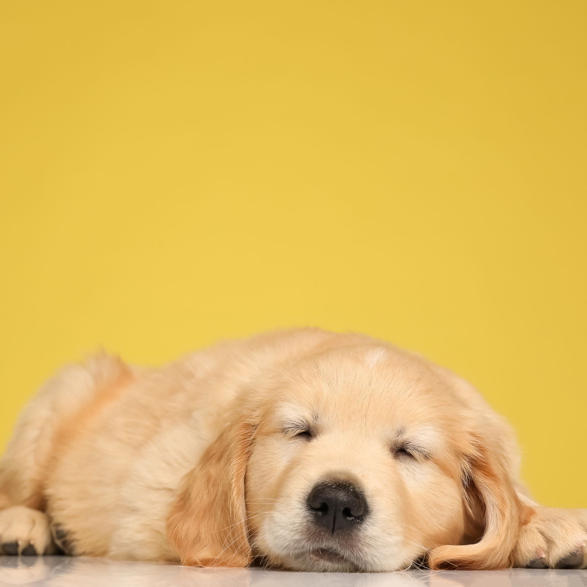 Sleeping golden retriever puppy on a yellow background