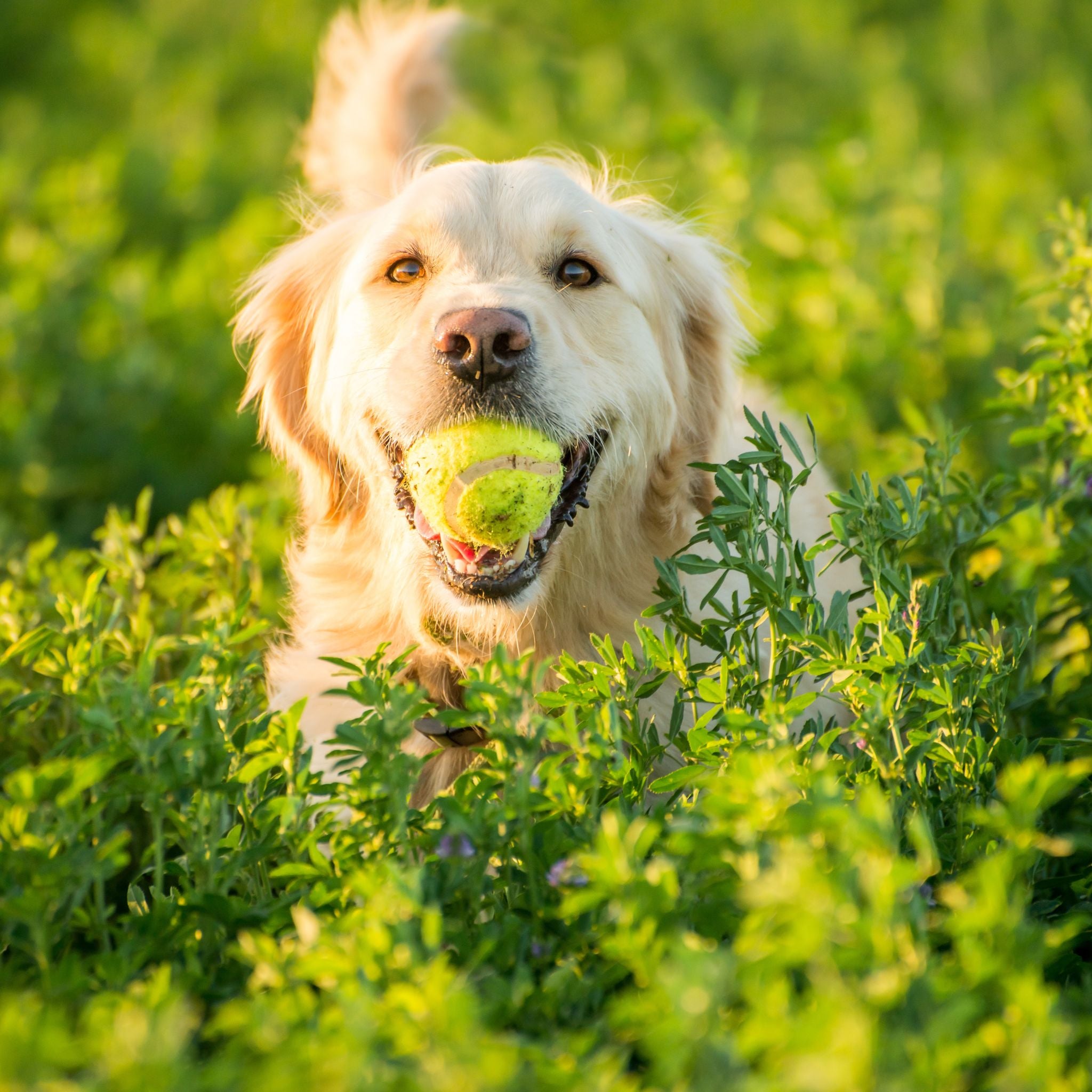 Dog holding a tennis ball in a grassy field