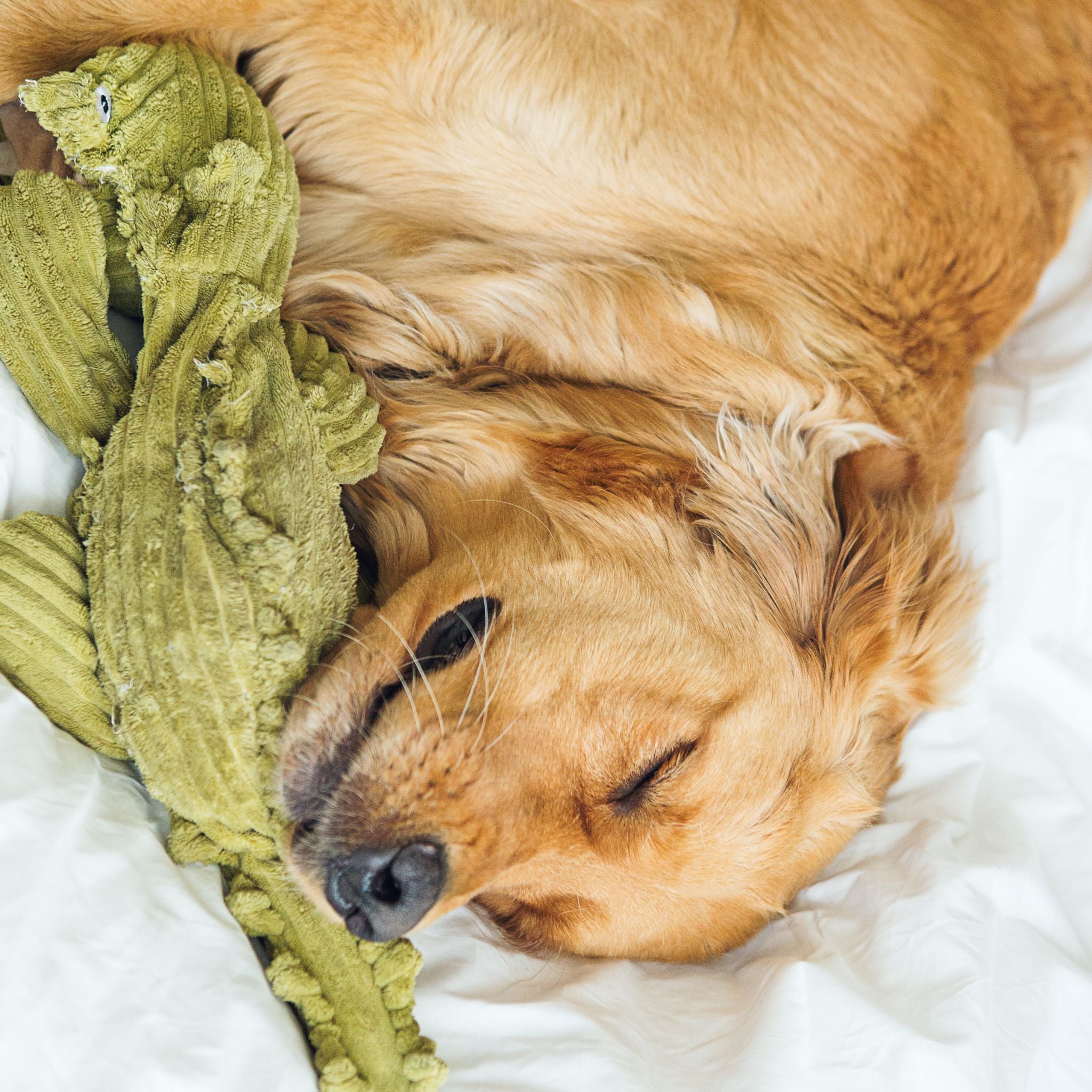 Dog sleeping with a green plush toy on white bedding.