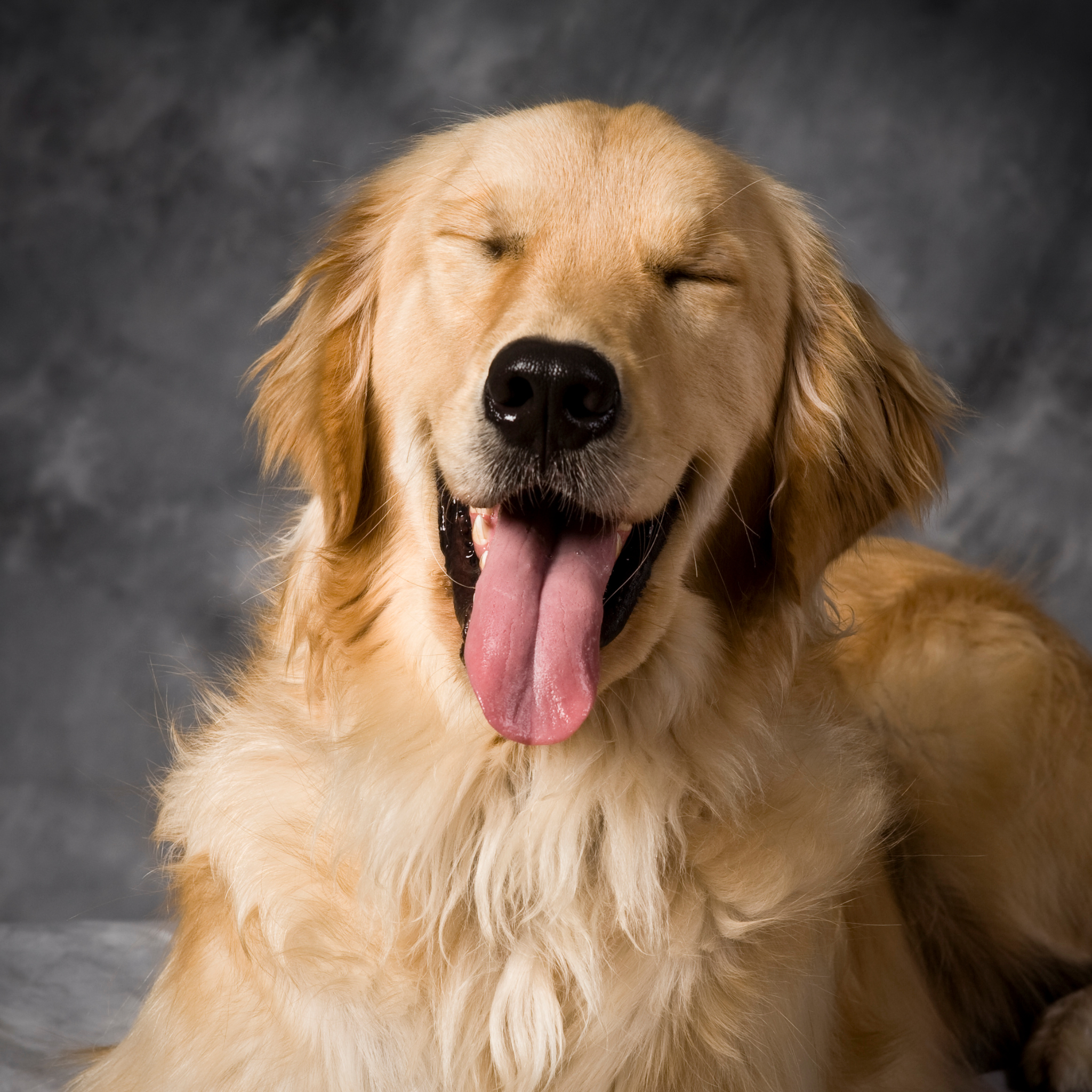Golden retriever with a happy expression on a gray background