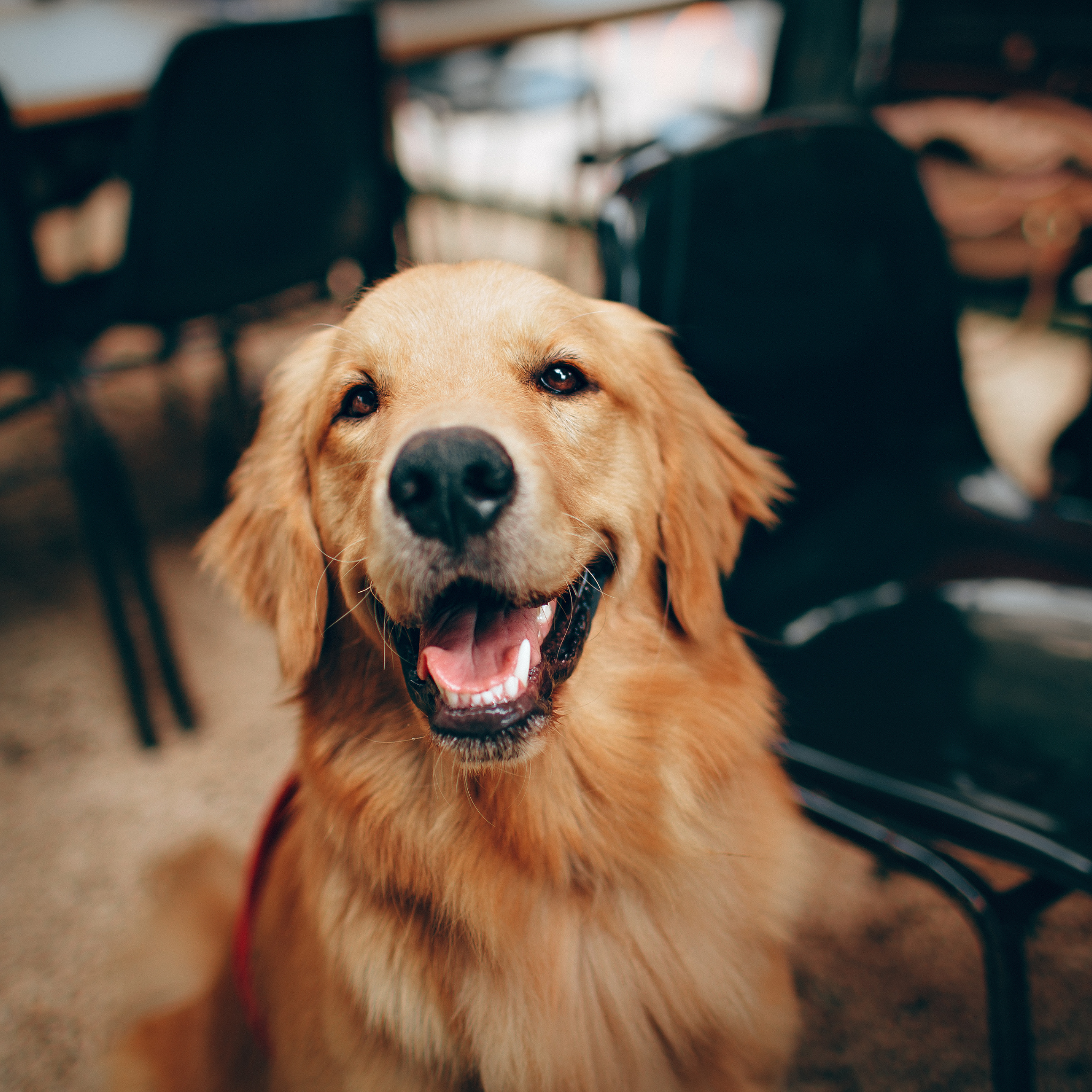 Happy golden retriever dog sitting indoors with chairs in the background