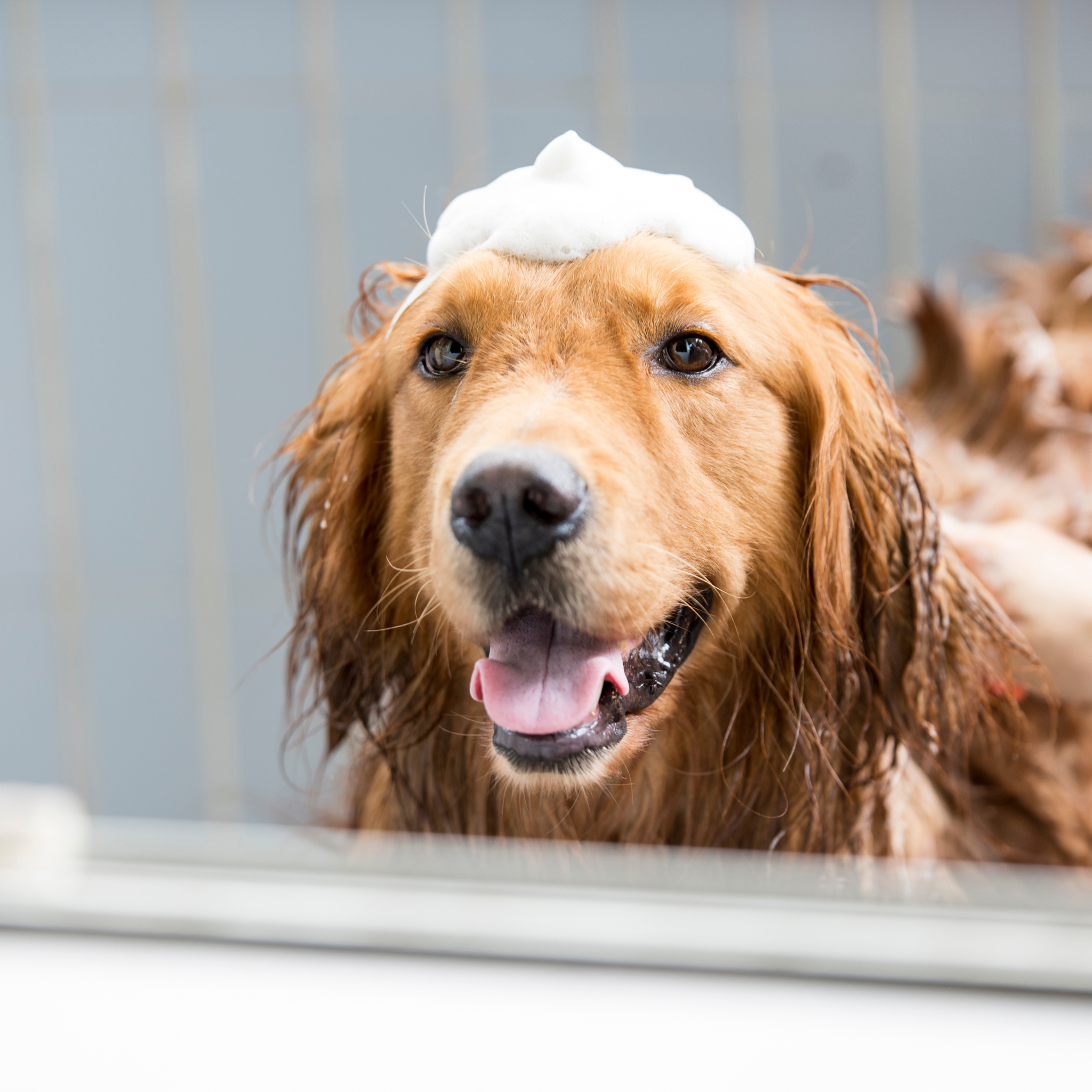 Golden retriever taking a bath